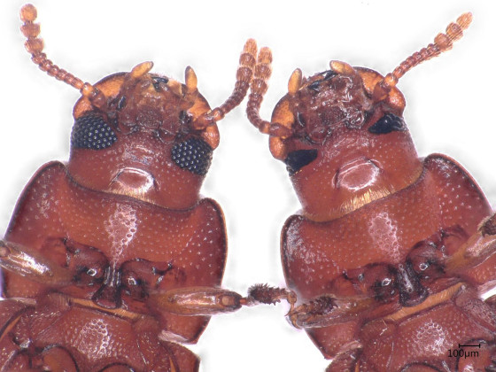Viewed from below, it is also clear that the beetle on the right has eyes only half the size of those of the normal beetle on the left.<address>© Dr. Rascha Sayed</address>