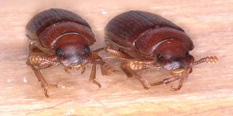 In the red flour beetle (Tribolium castaneum), cryptic genetic differences became visible in the experiment. The beetle on the right in the picture has eyes which are only half as large as those in a normal beetle.<address>© Dr. Rascha Sayed</address>