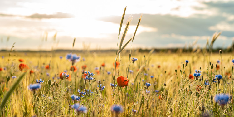 Das Bild zeigt eine Wiese.<address>© adobestock - Andreas Gruhl</address>