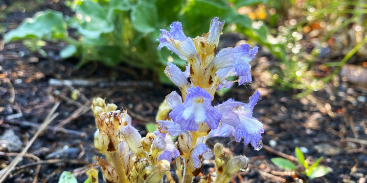 The branched broomrape (Phelipanche ramosa), which was used as the model species in the current study, with purple flowers. The host plant (rapeseed) can be seen blurred in the background.<address>© Susann Wicke</address>