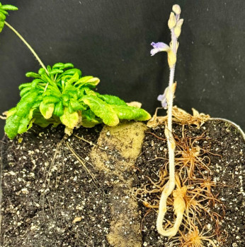 The model plant Arabidopsis thaliana (left in the picture, green plant) with the parasitic plant branched broomrape (Phelipanche ramosa, right). The roots of both plants are visible in the soil in a longitudinal section.<address>© Susann Wicke</address>