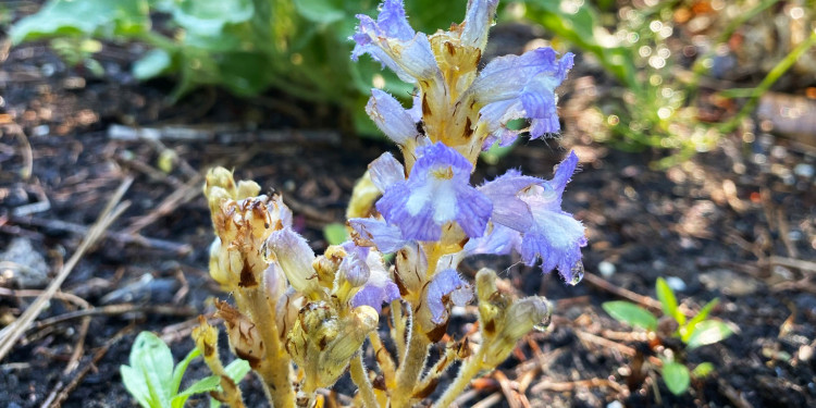 Die Ästige Sommerwurz (Phelipanche ramosa), die als Modellart der aktuellen Studie verwendet wurde,mit violetten Blüten. Im Hintergrund ist verschwommen die Wirtspflanze (Raps) erkennbar.<address>© Susann Wicke</address>