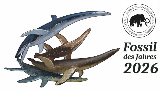 So könnten die Westfälischen Plesiosaurier zu Lebzeiten ausgesehen haben.<address>&copy; Zeichnung: Joschua Knüppe</address>