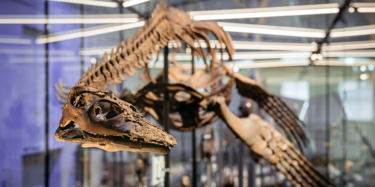 Das Skelett des Brancasaurus brancai ist im Geomuseum der Universität Münster ausgestellt.<address>&copy; Geomuseum Uni Münster – Christoph Steinweg</address>