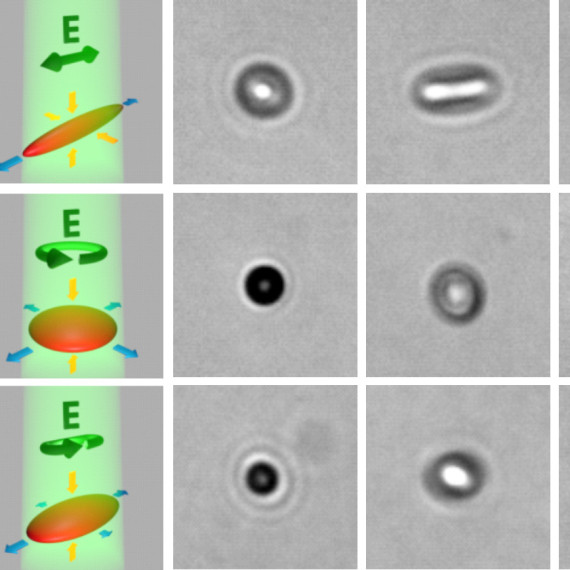 Nanopartikel lassen sich mit polarisiertem Licht präzise verformen.<address>&copy; Nat Commun / CCBY4.0</address>