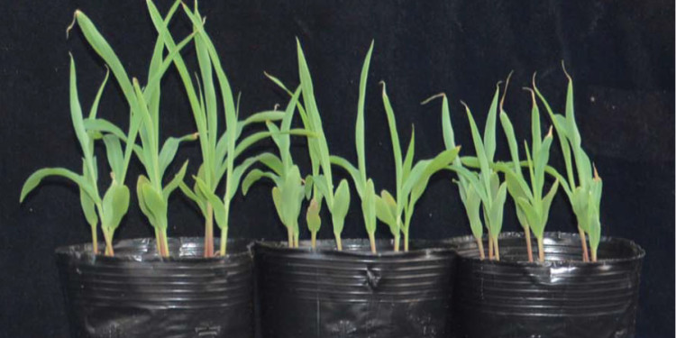 Drei Töpfe mit Maiskeimlingen nebeneinander. Gezeigt wird das Wachstum von Maiskeimlingen in kochsalzhaltiger Erde im Vergleich; links der Wildtyp, rechts zwei Töpfe mit Pflanzen, bei denen der neu entdeckte Signalweg nicht funktioniert.<address>&copy; Changyun Liu – AG Kudla</address>