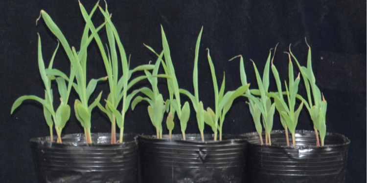 Three pots with maize seedlings next to each other. The growth of maize seedlings in saline soil is shown in comparison: on the left, the wild type; on the right, two pots with plants in which the newly discovered signaling pathway does not function.<address>&copy; Changyun Liu – AG Kudla</address>