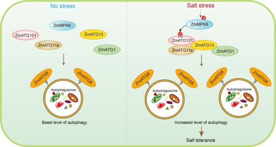 Graphic showing the following: Under normal conditions, ZmMPK6 exhibits low basal kinase activity to support basal autophagy. However, under salt stress, its activity increases and it phosphorylates the protein ZmATG101 at amino acid residue S190. Under salt stress, ZmMPK6 activity increases and phosphorylates the protein ZmATG101 at the amino acid residue S190. This phosphorylation strengthens the interaction between ZmATG101 and ZmATG11a, thereby promoting autophagosome formation and improving salt tolerance in maize.<address>&copy; Changyun Liu – AG Kudla</address>