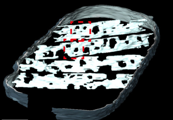 Cross-section through the mitochondrion. The ‘windows’ in the cristae are visible.<address>&copy; PNAS, CC BY-NC-ND 4.0</address>