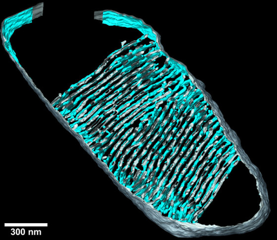 Three-dimensional tomographic image of a mitochondrion (longitudinal section); the invaginations of the inner membrane (cristae; blue) are visible.<address>&copy; PNAS, CC BY-NC-ND 4.0</address>