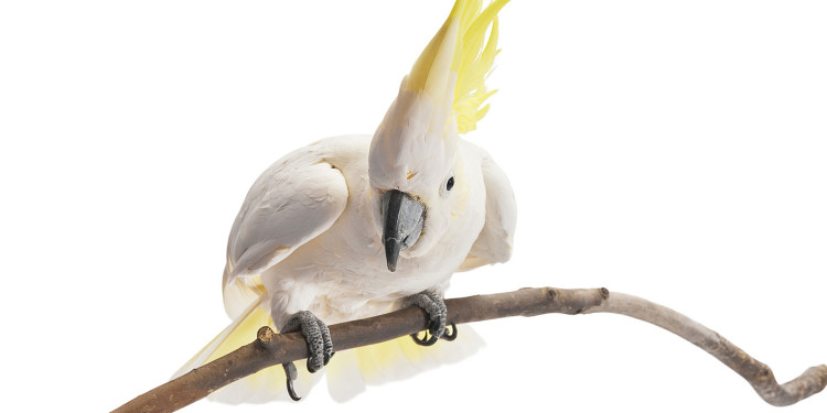 Ein Gelbhauben-Kakadu (weiß mit gelber Haube) sitzt auf einem Ast, dem Betrachter zugewandt. Der Bildhintergrund ist weiß.<address>&copy; andrewburgess - stock.adobe.com</address>