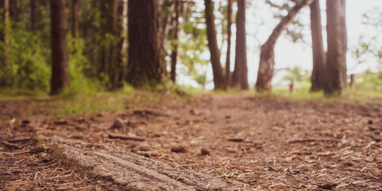 Nahaufnahme des Waldbodens. Im Hintergrund sind unscharf Bäume zu erkennen.<address>&copy; stock.adobe.com - shaploff</address>