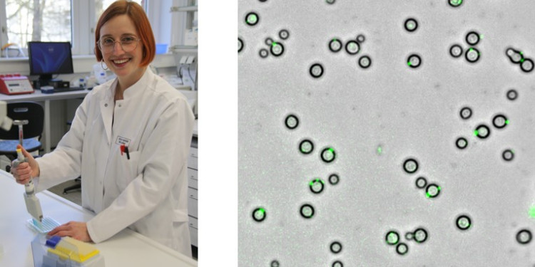 Margareta Hellmann im Labor (links). Rechts: Ein mikroskopisches Bild von Cryptococcus neoformans. Das grüne Signal markiert Chitin oder Chitosan in den Zellwänden, das mit einem fluoreszierenden Bindeprotein angefärbt wurde.<address>&copy; Johanna Franz (l.) / Margareta Hellmann</address>