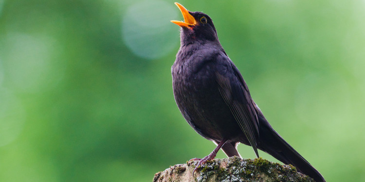 A male blackbird (photo) must hear the correct song from other blackbirds when it is a young bird and practise it.<address>&copy; Adobe Stock - czjonyyy</address>