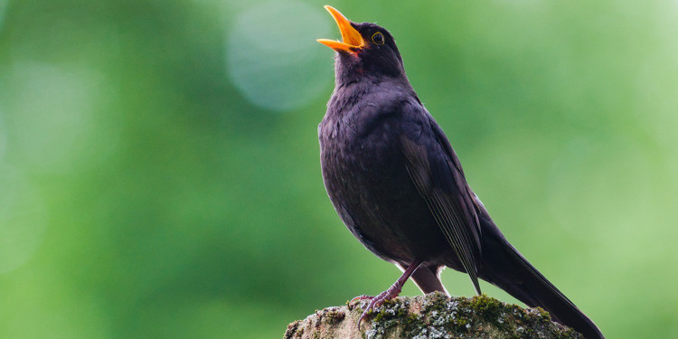 A male blackbird is sitting on a tree stump and singing.<address>&copy; Adobe Stock - czjonyyy</address>