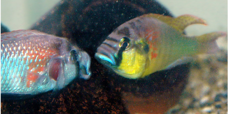 Zwei Männchen der Buntbarsch-Art Astatotilapia burtoni<address>&copy; By (Image: Russell D. Fernald and Sabrina S. Burmeister) - PLoS Biology; doi:10.1371/journal.pbio.0030390, CC BY 2.5</address>