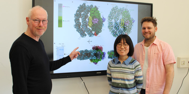Prof. Dr. Michael Hippler, Dr. Yu Ogawa und Dr. Yuval Milrad (v. l.) vom Institut für Biologie und Biotechnologie der Pflanzen stehen vor einer Projektion der hochaufgelösten Struktur des Komplexes aus Cytochrom c6 und Photosystem I.<address>&copy; Uni MS - AG Hippler</address>
