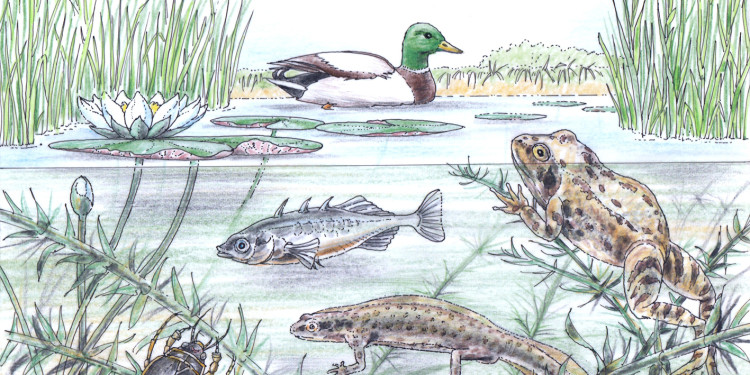 Illustration von verschiedenen Tieren in einem Teich (Stockente, Grasfrosch, Gelbrandkäfer, Weiße Seerose, Dreistachliger Stichling)<address>&copy; Illustration: Lewisroland - stock.adobe.com</address>