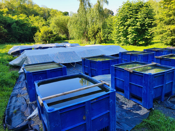 Artificial open-air ponds: Four rows of blue plastic water basins stand in a meadow, with trees and shrubs in the background. The basins in the two rear rows are covered with sheets, whilst the surface of the water is visible in the front rows. A total of 15 basins are visible.<address>&copy; Jaime M. Anaya-Rojas</address>