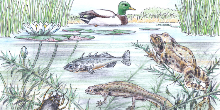 Illustration of various animals in a pond (mallard, common frog, great diving beetle, white water-lily, three-spined stickleback)<address>&copy; Illustration: Lewisroland - stock.adobe.com</address>