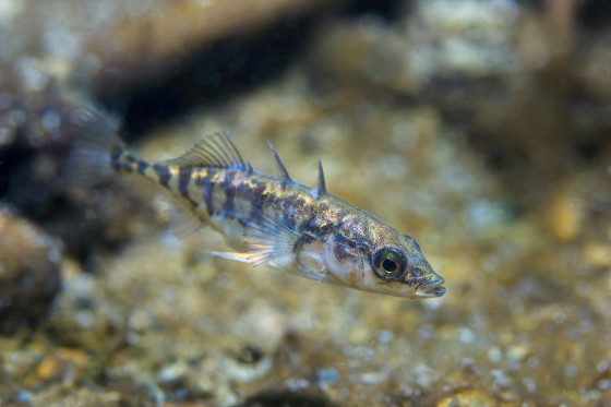 A three-spined stickleback underwater, with gravel and stones in the background<address>&copy; Rostistlav - stock.adobe.com</address>