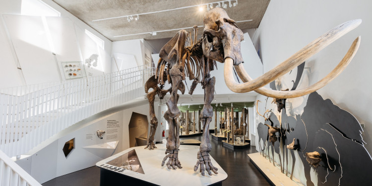 Blick auf das "Mammut von Ahlen" im Geomuseum der Uni Münster. Perspektive: Blick auf das Mammutskelett von vorn/unten; links läuft die gewundende Treppe in den ersten Stock hoch. Das Skelett steht auf einem Sockel. Im Hintergrund stehen weitere Exponate im Ausstellungssaal.<address>&copy; Uni MS - Christoph Steinweg</address>