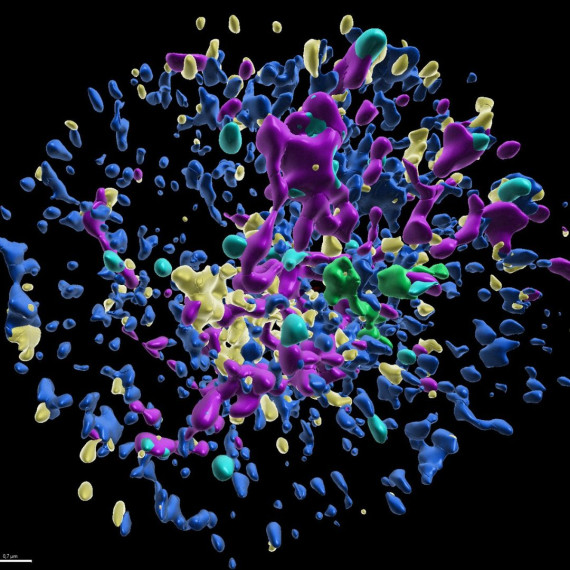 Blick ins Innere einer Immunzelle: Diese dreidimensionale Darstellung zeigt die Zellorganellen eines Neutrophilen – Endoplasmatisches Retikulum (blau), Lysosomen (gelb), Mitochondrien (violett), Lipidtröpfchen (cyan) und Golgi-Apparat (grün). Maßstab: 0,7 µm.<address>&copy; Angelika Rambold</address>