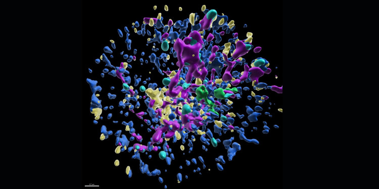Blick ins Innere einer Immunzelle: Diese dreidimensionale Darstellung zeigt die Zellorganellen eines Neutrophilen – Endoplasmatisches Retikulum (blau), Lysosomen (gelb), Mitochondrien (violett), Lipidtröpfchen (cyan) und Golgi-Apparat (grün). Maßstab: 0,7 µm.<address>&copy; Angelika Rambold</address>