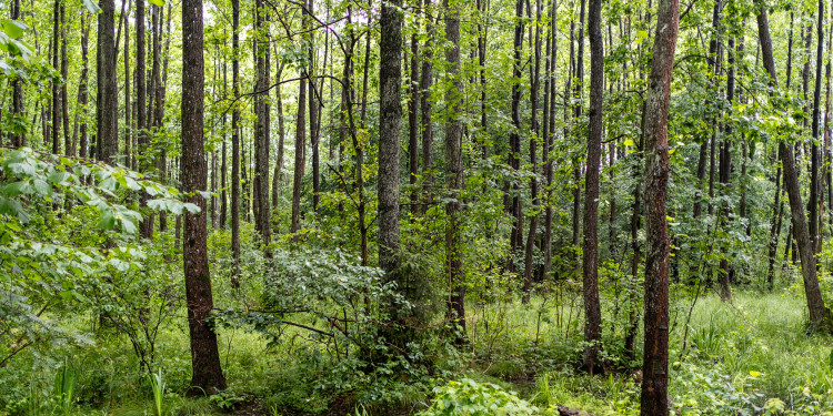 Das Bild zeigt einen grünen Laubwald.<address>&copy; stock.adobe.com - Art L</address>