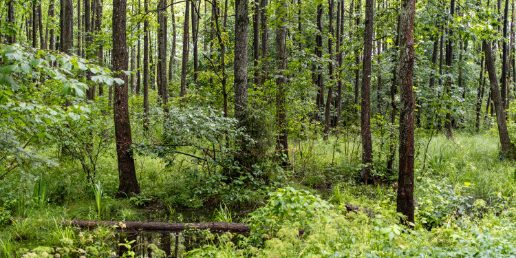 Forests play an important role in the global carbon cycle.<address>&copy; stock.adobe.com - Art L</address>