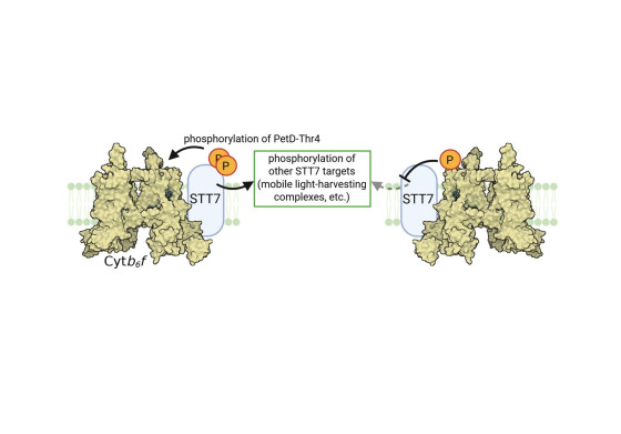 Schematic representation of the enzymes/proteins involved in the reaction: The protein kinase STT7 phosphorylates a cytochrome b6f subunit (‘PetD-Thr4’), which subsequently leads to the deactivation of the kinase.<address>&copy; Created in BioRender. Buchert, F. (2026) https://BioRender.com/mjzbbeo</address>