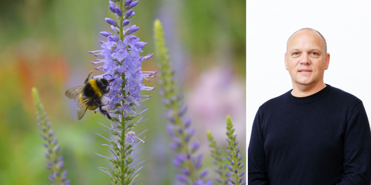 Das Bild zeigt eine Fotocollage: Links ist eine Hummel an einer lila Blüte zu sehen, rechts eine Porträtaufnahme von Prof. Dr. Sascha Buchholz<address>&copy; Uni MS - Julia Harth / Lukas Walbaum</address>