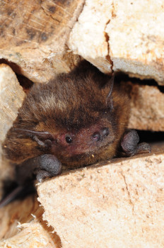 Diese Rauhautfledermaus versteckt sich in einem Holzstapel.<address>&copy; Florian Gloza-Rausch</address>
