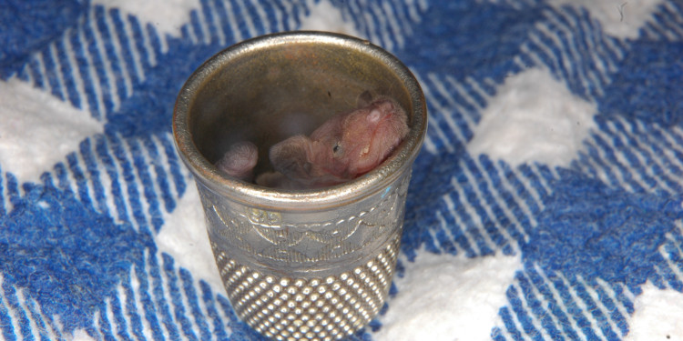 Fledermausbabys sind sehr klein und können schnell überhitzen – hier sitzt ein Jungtier in einem Fingerhut.<address>&copy; Florian Gloza-Rausch</address>
