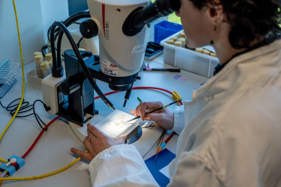 Eine Person sitzt an einem Stereomikroskop und sortiert Taufliegen (nur als kleine Punkte erkennbar) mit einem feinen Pinsel. Die Person ist nicht erkennbar, ihre Hände und das Mikroskop sind im Fokus.<address>&copy; Uni MS - Linus Peikenkamp</address>