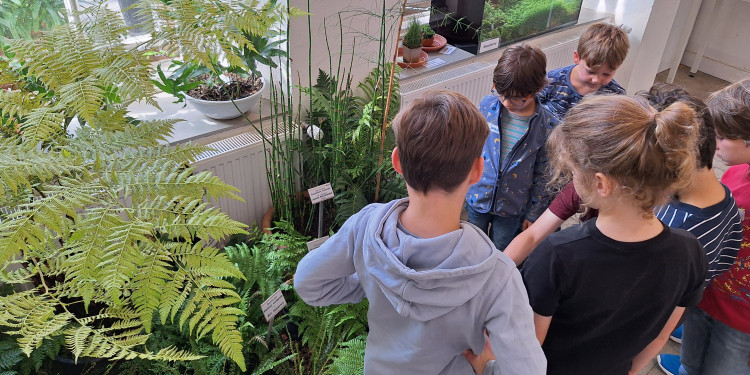 Eine Gruppe von Kindern steht neben Farnen und anderen Pflanzen.<address>&copy; Uni MS - Kerstin Brünenberg</address>