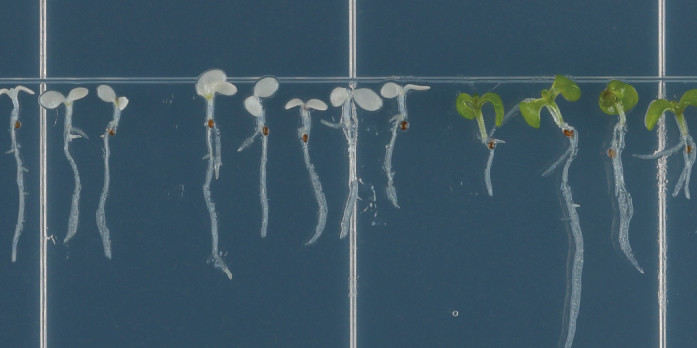 Keimlinge von Arabidopsis thaliana unter dem Mikroskop. Die Gruppe links ist weiß und erscheint im Durchschnitt etwas kleiner. Die Keimlinge rechts sind grün.<address>&copy; Minoru Ueda/PNAS; CC BY-NC-ND 4.0</address>