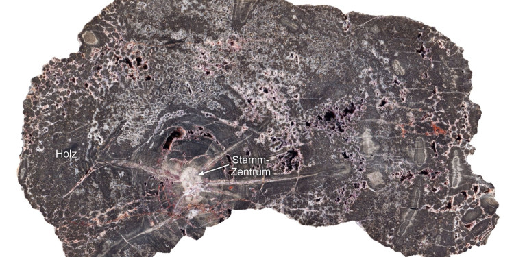 A polished cross-section of a fossilised tree trunk in shades of grey, brown and pink. In the centre, the trunk’s centre – marked in a light colour – is labelled, with radial cracks radiating out from it. The outer area is labelled ‘wood’ and displays a sponge-like structure consisting of dark pores and light-coloured mineral inclusions.<address>&copy; Steffen Trümper</address>