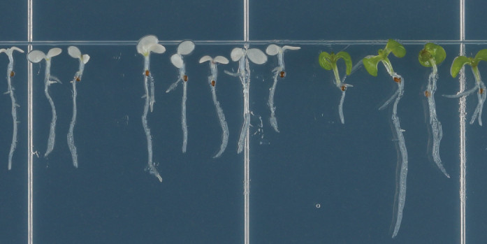 Arabidopsis thaliana seedlings under a microscope. The group on the left is white and appears slightly smaller on average. The seedlings on the right are green.<address>&copy; Minoru Ueda/PNAS; CC BY-NC-ND 4.0</address>