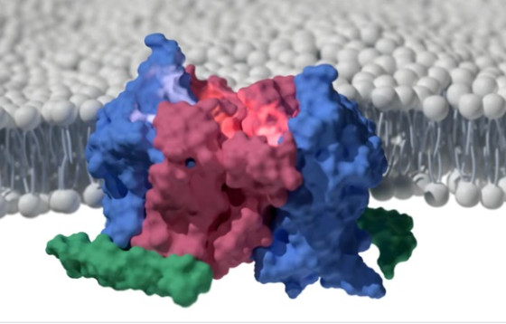 Model of the structure of the UapA transporter<address>&copy; George Broutzakis</address>