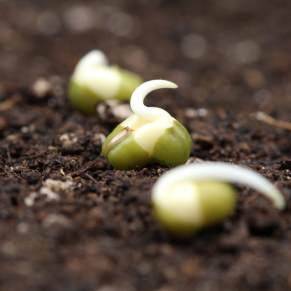 Drei Mungbohnenkeimlinge während und nach der Keimung.<address>&copy; Uni MS - Bettina Roessmann/Plant Energy Biology Lab</address>