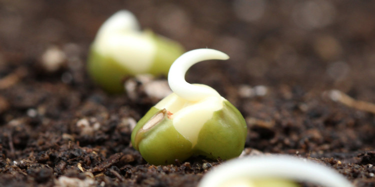 Drei Mungbohnenkeimlinge während und nach der Keimung.<address>&copy; Uni MS - Bettina Roessmann/Plant Energy Biology Lab</address>