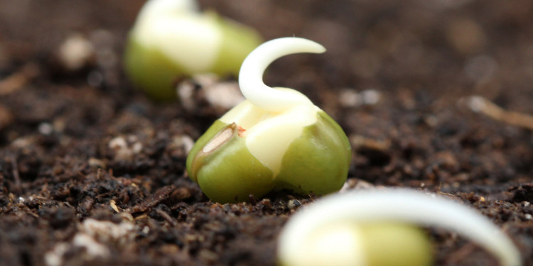 Three mung bean seeds during and after germination.<address>&copy; Uni MS - Bettina Roessmann/Plant Energy Biology Lab</address>