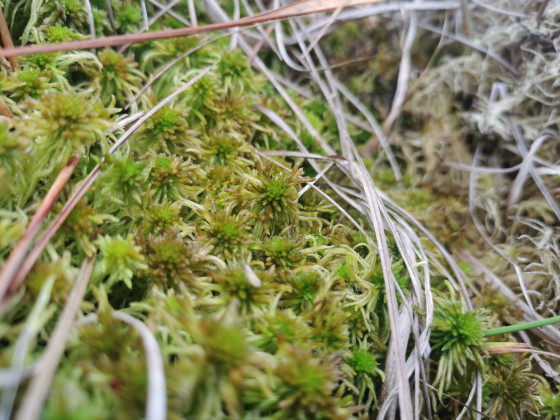 Nahaufnahme von grünem Sphagnum-Torfmoos. Viele kleine, sternförmig angeordnete Moospflanzen wachsen dicht nebeneinander. Zwischen den grünen Moospolstern liegen lange, dünne, beige-braune Grashalme. Im Hintergrund sind weitere Moospflanzen und vertrocknete Vegetation zu erkennen.<address>&copy; Biosphere-Atmosphere Interaction research group</address>