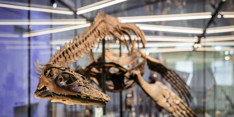 In einer beleuchteten Glasvitrine ist das Skelett des Brancasaurus brancai zu sehen.<address>&copy; Geomuseum Uni Münster – Christoph Steinweg</address>