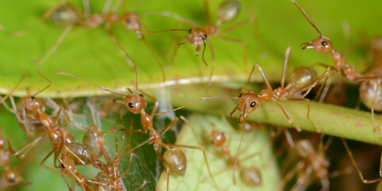 Worker ants of the Asian weaver ant on a green plant<address>&copy; Lukas Schrader</address>