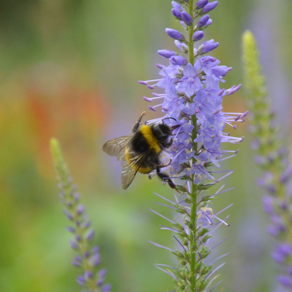 Das Bild zeigt eine Fotocollage: Links ist eine Hummel an einer lila Blüte zu sehen, rechts eine Porträtaufnahme von Prof. Dr. Sascha Buchholz<address>&copy; Uni MS - Julia Harth / Lukas Walbaum</address>