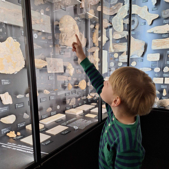 Zu sehen ist ein Junge, der auf Fossilien in einer Vitrine des Geomuseums zeigt.<address>&copy; Kerstin Brünenberg</address>
