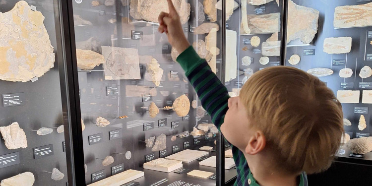 Zu sehen ist ein Junge, der auf Fossilien in einer Vitrine des Geomuseums zeigt.<address>&copy; Kerstin Brünenberg</address>
