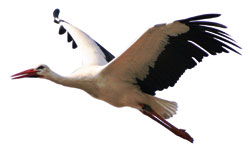 Der Storch hat auch bei Akademikerinnen Arbeit